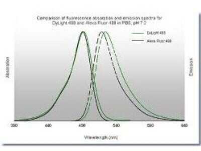 Comparison of fluorescence absorption and emission spectra for DyLight (TM) 488 and Alexa Fluor 488 in PBS, pH7.2. The emission spectra for this DyLight (TM) conjugate match the principle output wavelengths of most common fluorescence instrumentation.